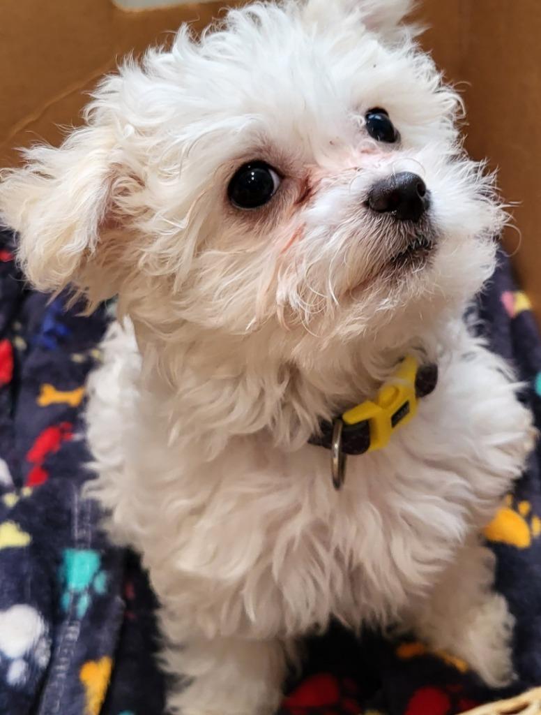 Eli, Adoptable, Puppy Male Bichon Frise & Maltese.