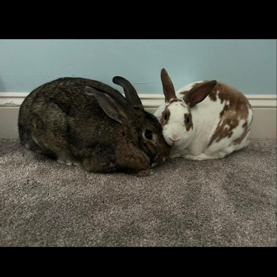 Strawberry (F) & Violet (F) - Bonded Pair, Adopted, Adult Female Mini Rex.