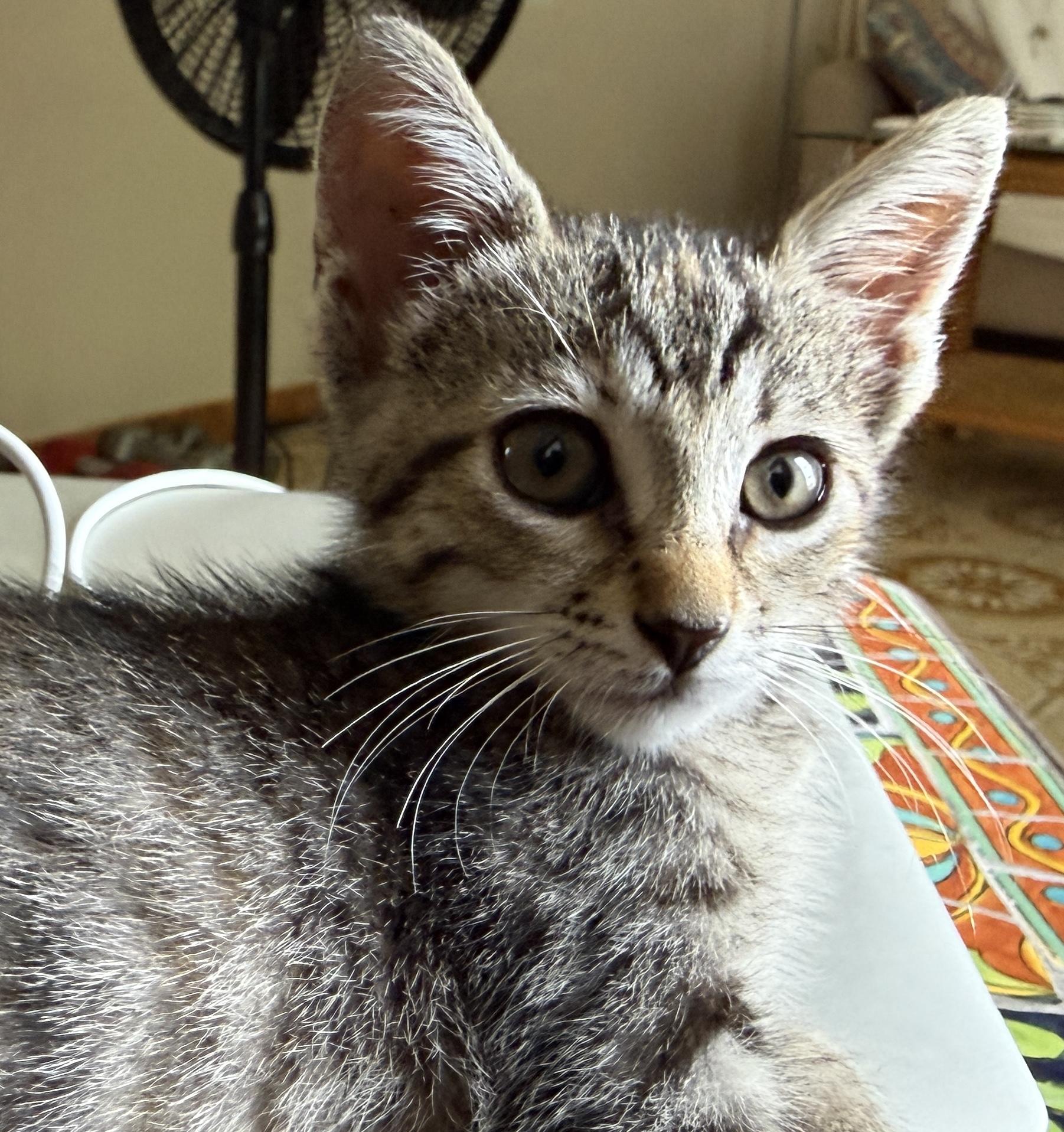 Enlarge Moxie, a Adoptable Domestic Short Hair in Princeton, NJ image 1/5