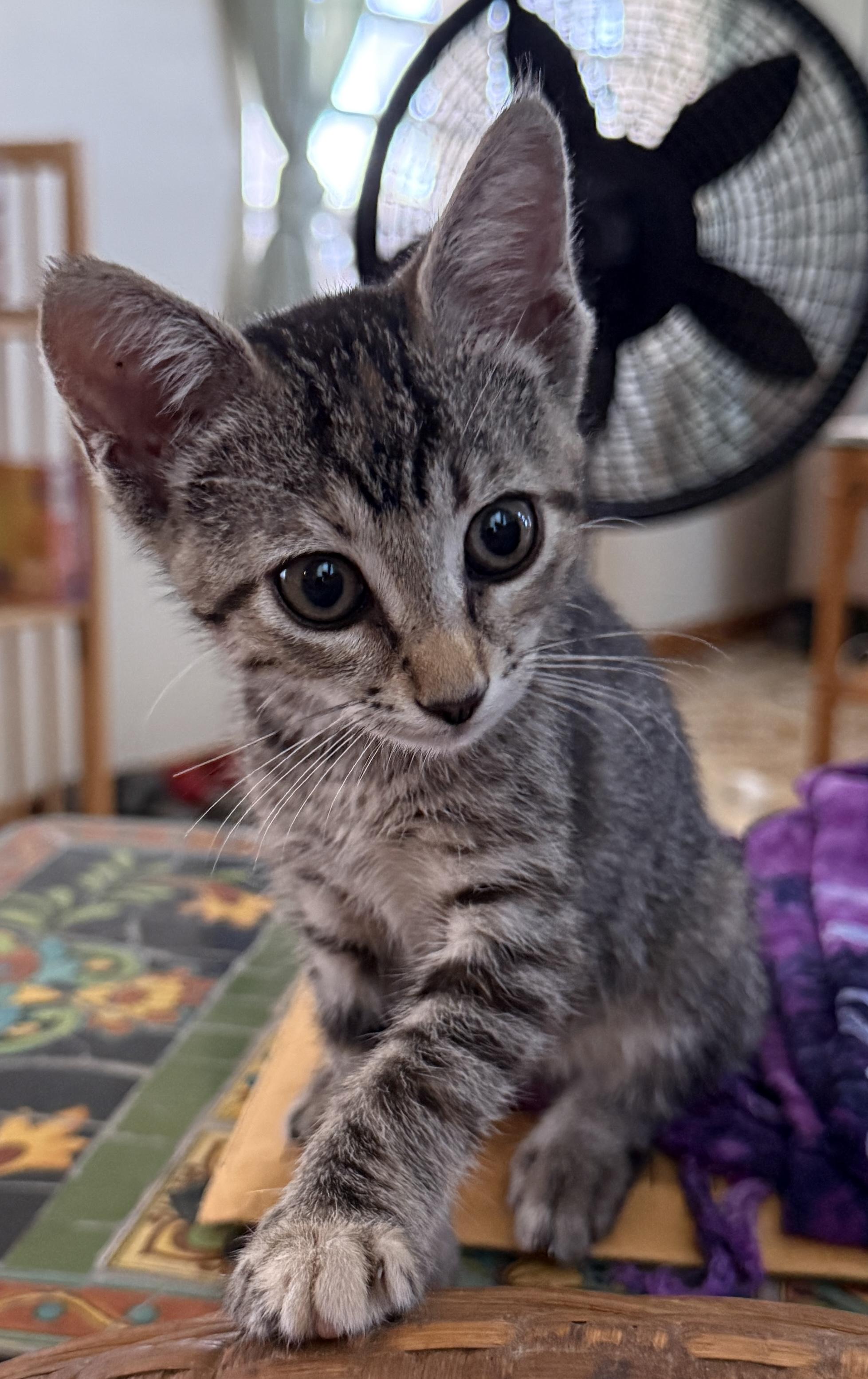 Enlarge Moxie, a Adoptable Domestic Short Hair in Princeton, NJ image 2/5