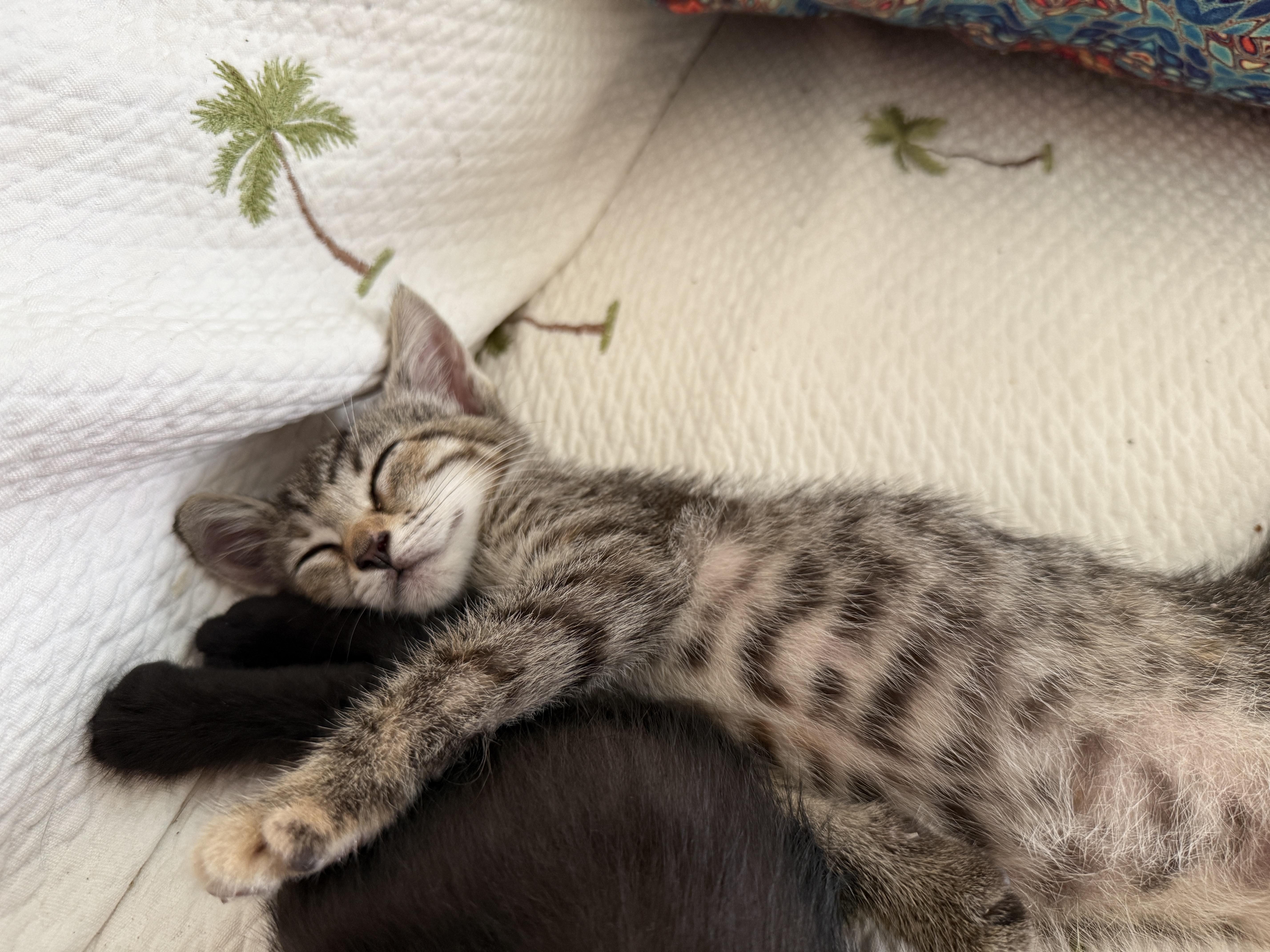 Enlarge Moxie, a Adoptable Domestic Short Hair in Princeton, NJ image 3/5