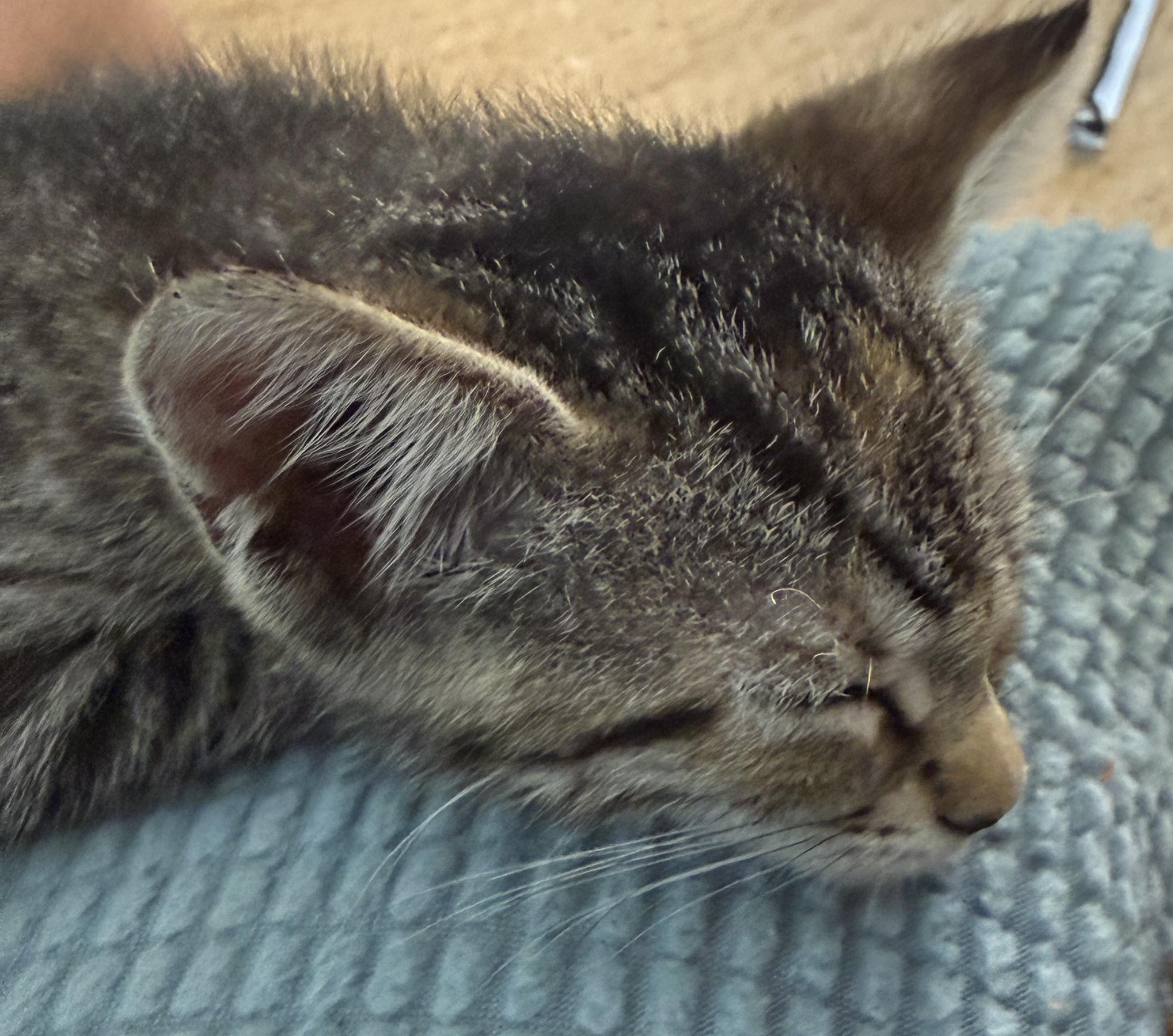 Enlarge Moxie, a Adoptable Domestic Short Hair in Princeton, NJ image 4/5