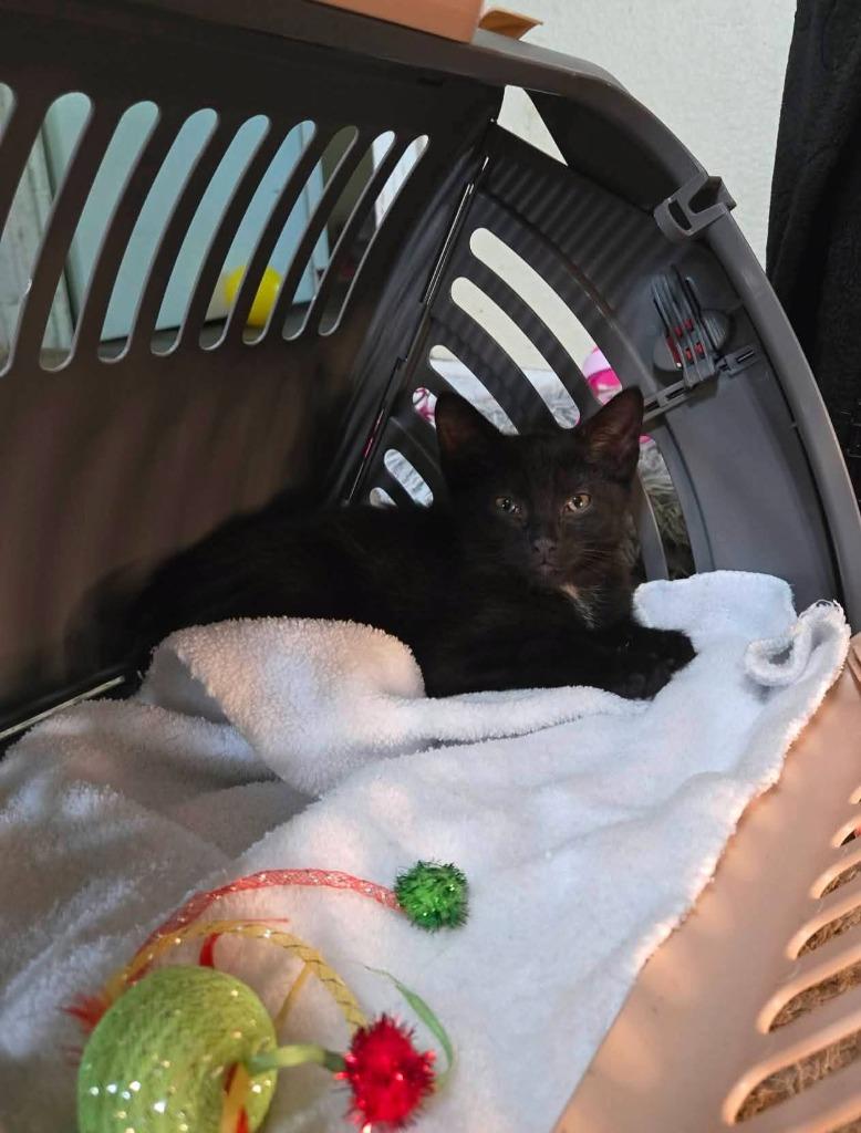 Robin, Adoptable, Kitten Male Domestic Short Hair.