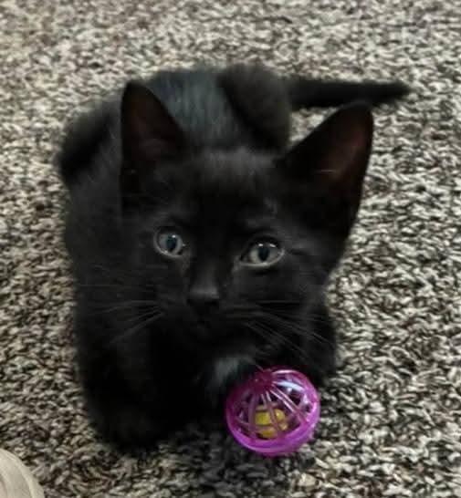 Enlarge Robin, a Adoptable mixed breed in Miami, OK image 2/5