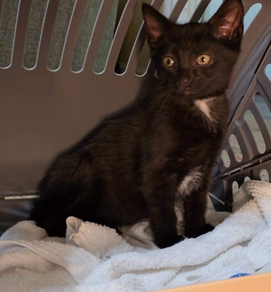 Enlarge Robin, a Adoptable mixed breed in Miami, OK image 3/5