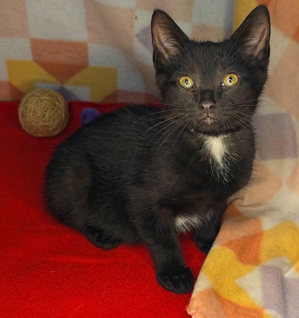 Enlarge Robin, a Adoptable mixed breed in Miami, OK image 4/5