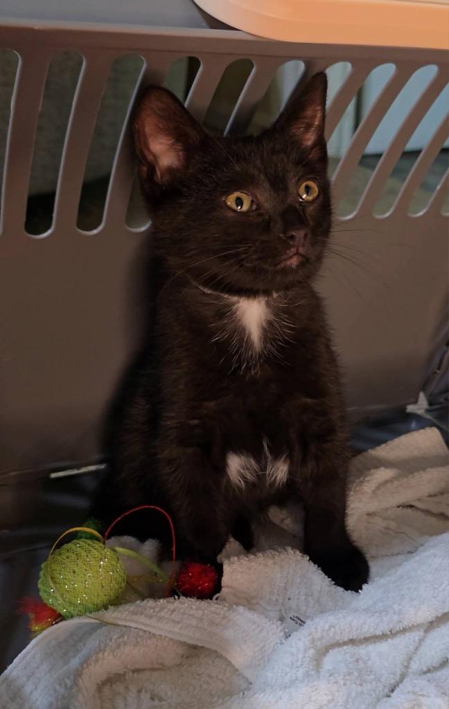 Enlarge Robin, a Adoptable mixed breed in Miami, OK image 5/5