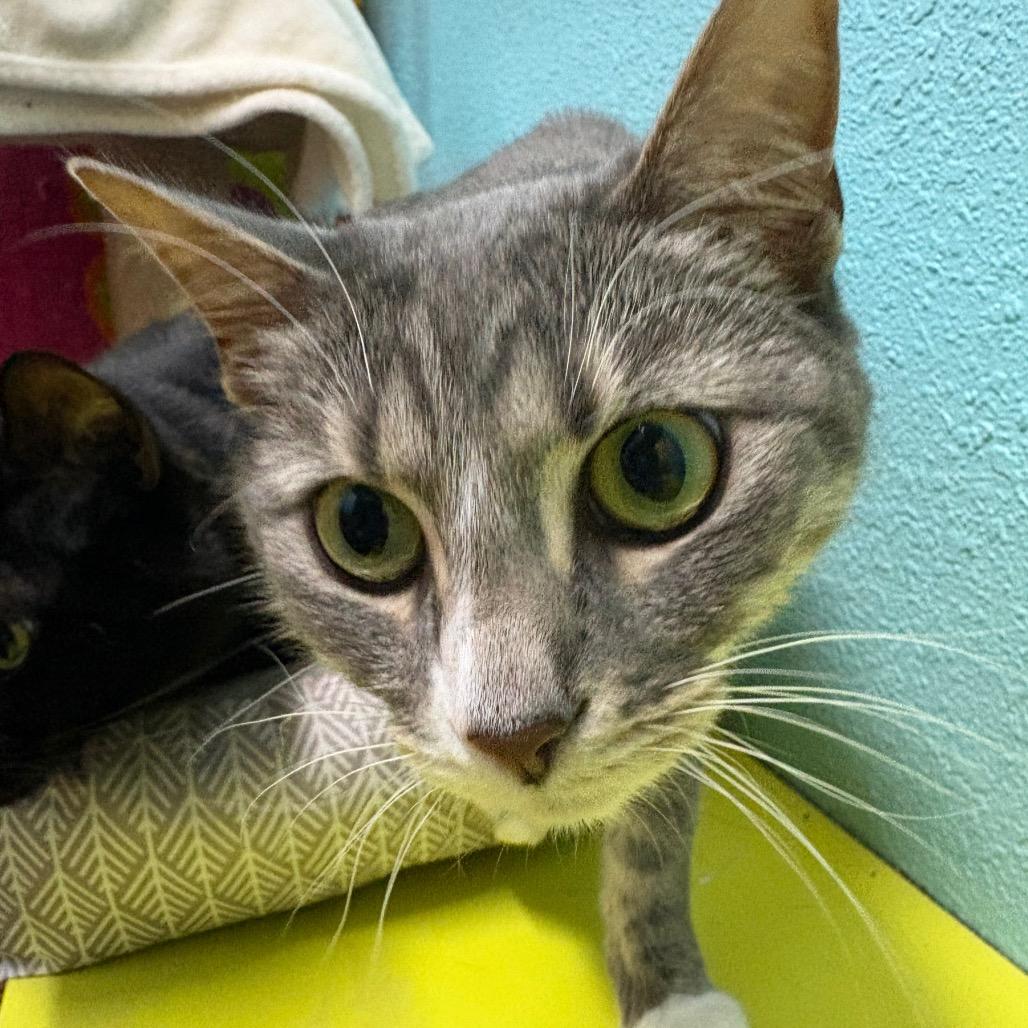 Bandit and Shadow, Adoptable, Adult Male Domestic Medium Hair.