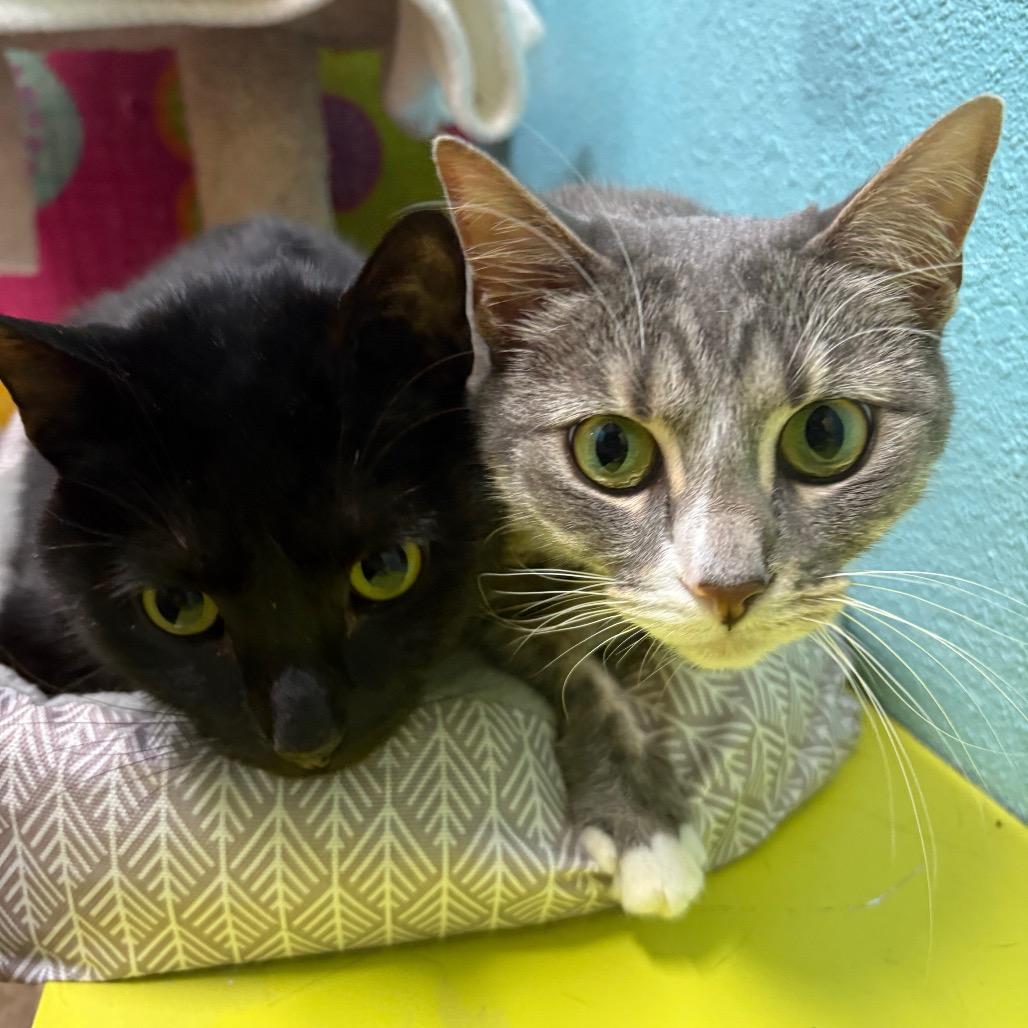 Bandit and Shadow, a Adoptable Domestic Medium Hair in Springfield, MO image 2/6