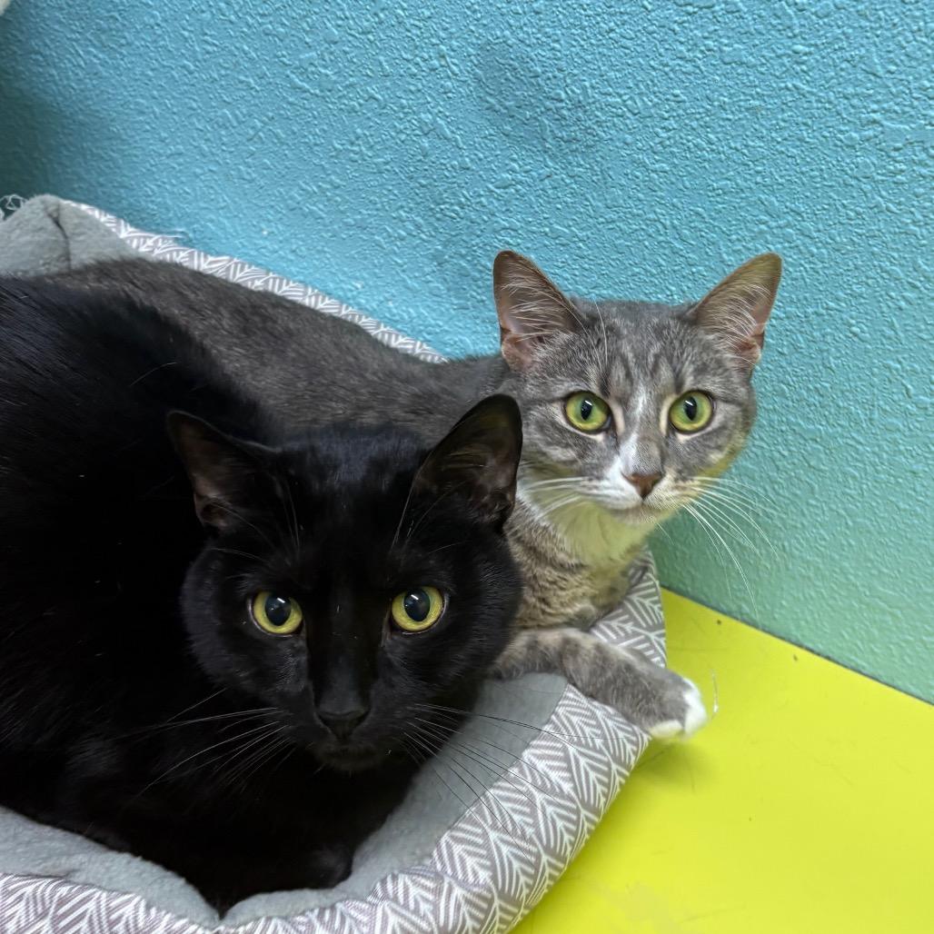 Bandit and Shadow, a Adoptable Domestic Medium Hair in Springfield, MO image 3/6