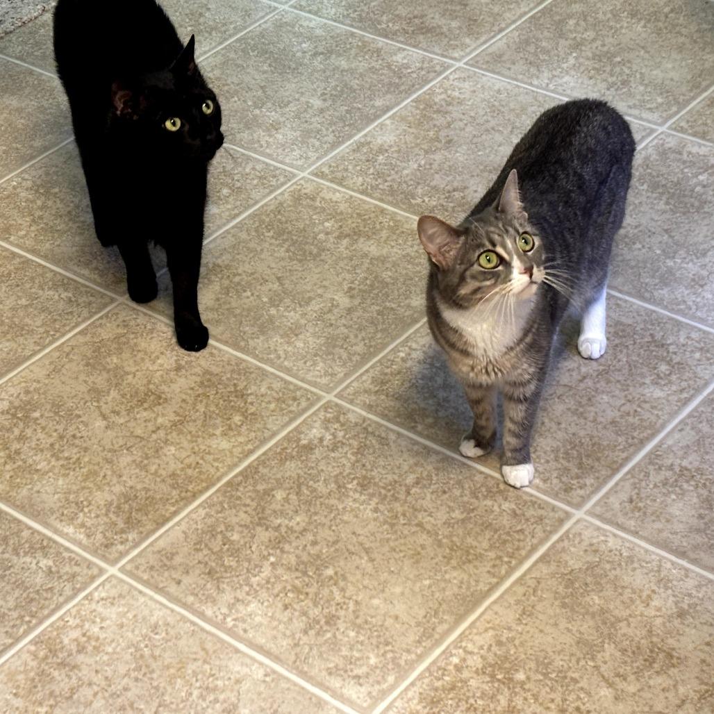 Bandit and Shadow, a Adoptable Domestic Medium Hair in Springfield, MO image 4/6