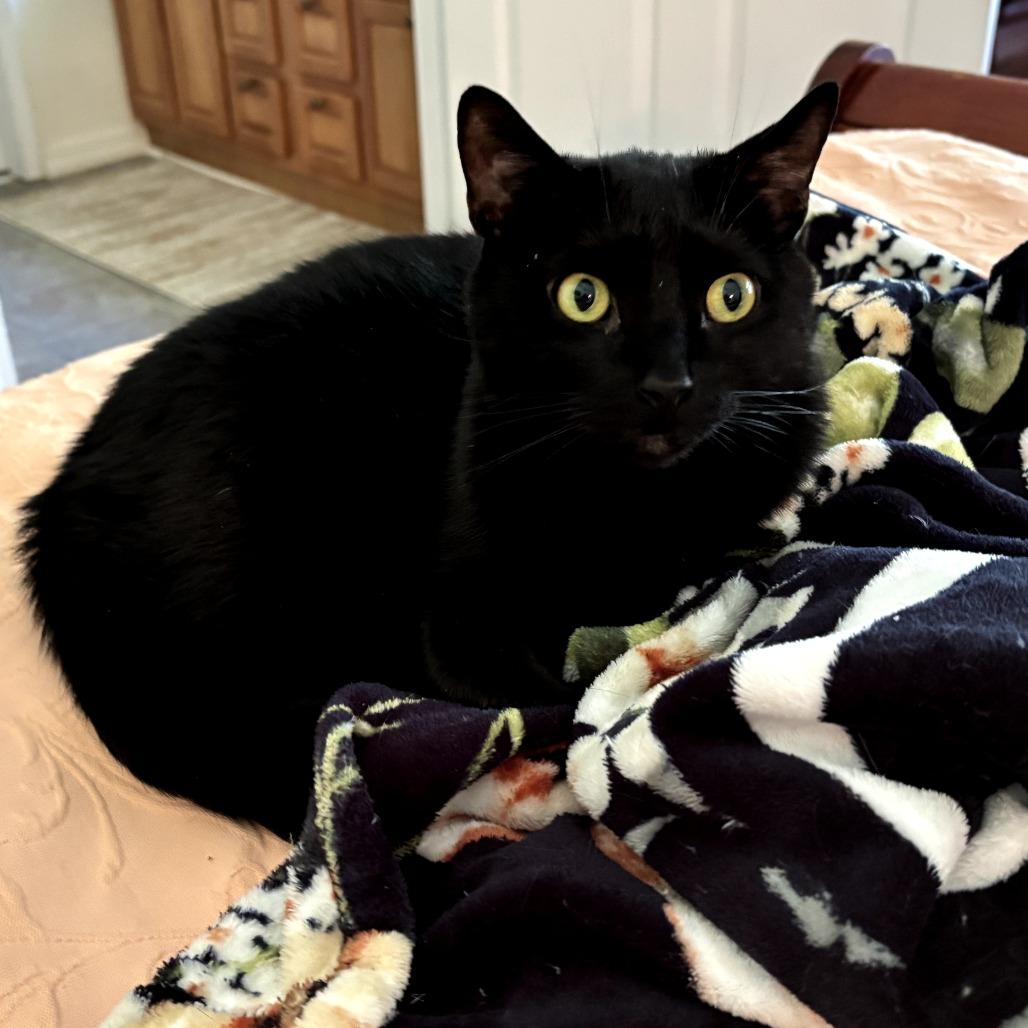 Bandit and Shadow, a Adoptable Domestic Medium Hair in Springfield, MO image 5/6