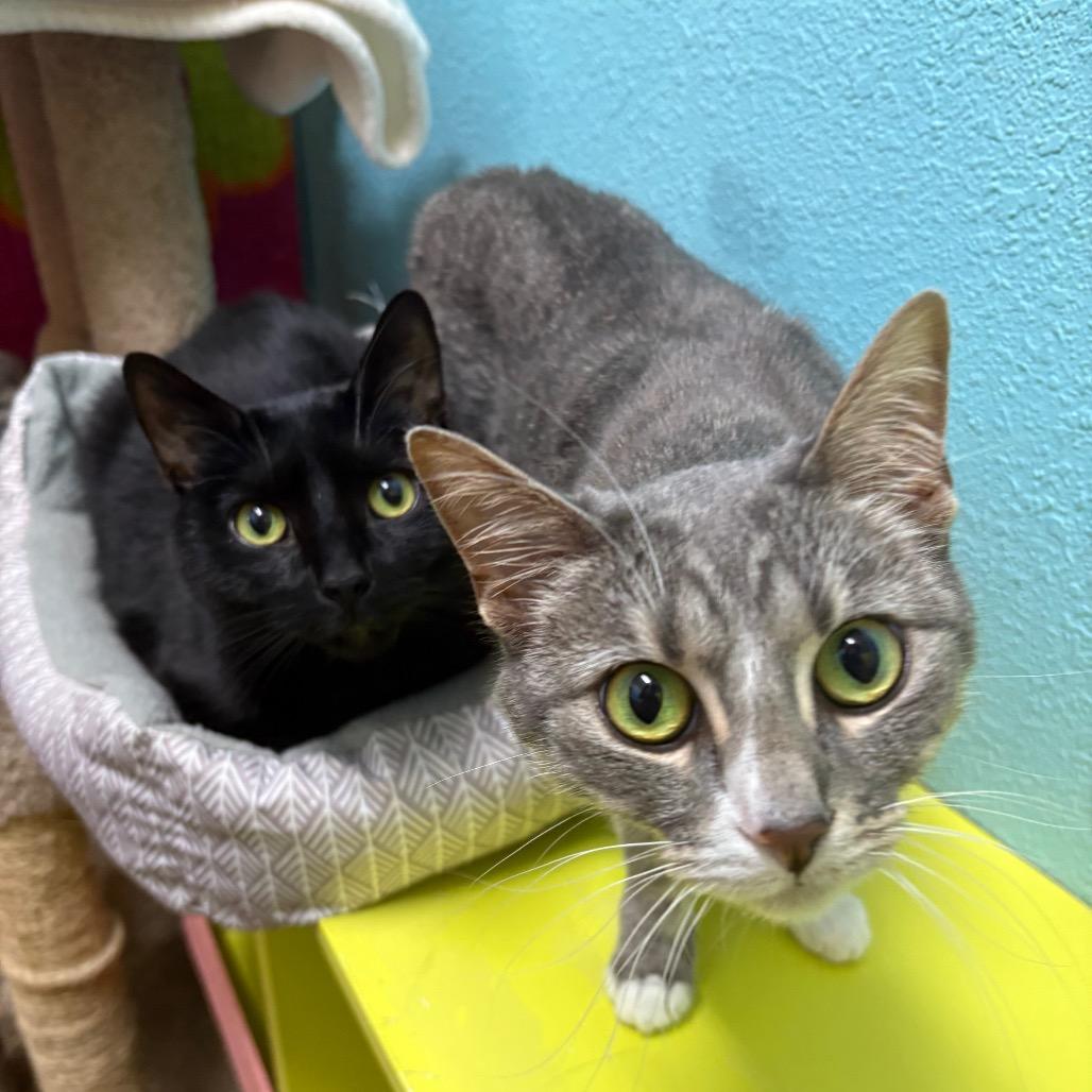 Bandit and Shadow, a Adoptable Domestic Medium Hair in Springfield, MO image 6/6