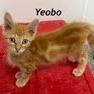 Enlarge Yeobo, a Adoptable Domestic Medium Hair in Kingman, KS image 1/5