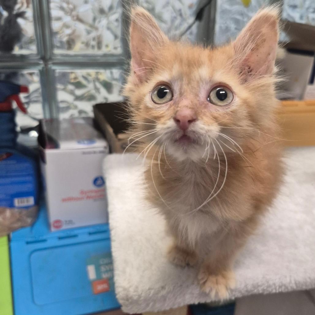 Enlarge Yeobo, a Adoptable Domestic Medium Hair in Kingman, KS image 2/5