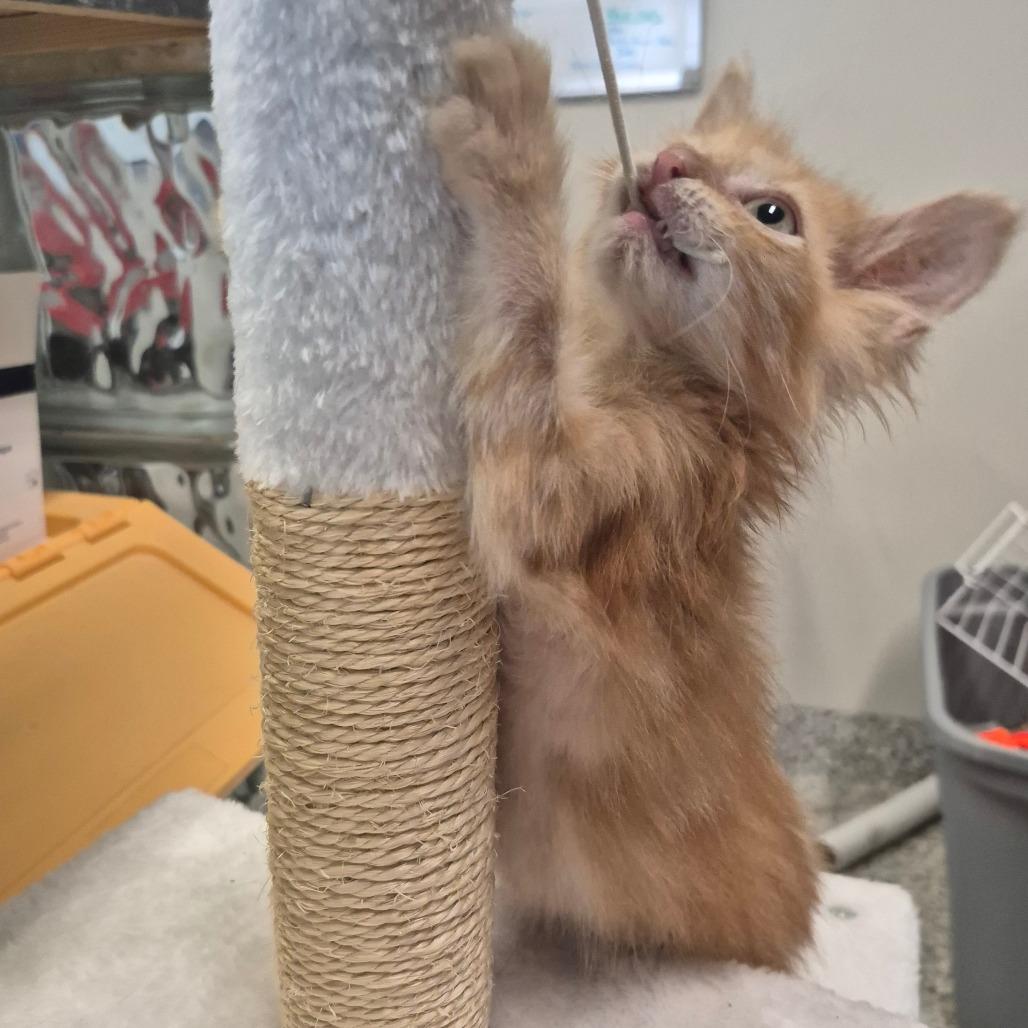 Enlarge Yeobo, a Adoptable Domestic Medium Hair in Kingman, KS image 3/5
