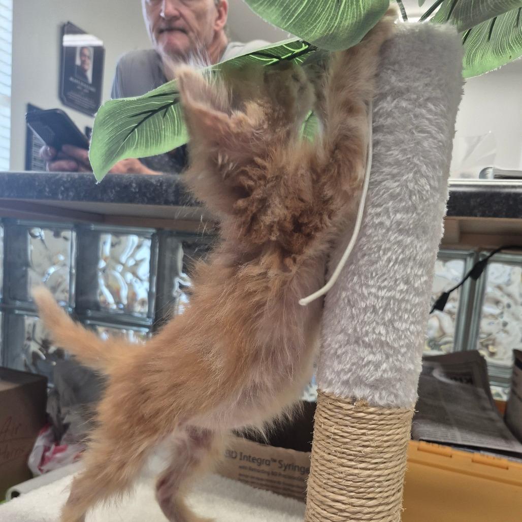 Enlarge Yeobo, a Adoptable Domestic Medium Hair in Kingman, KS image 4/5