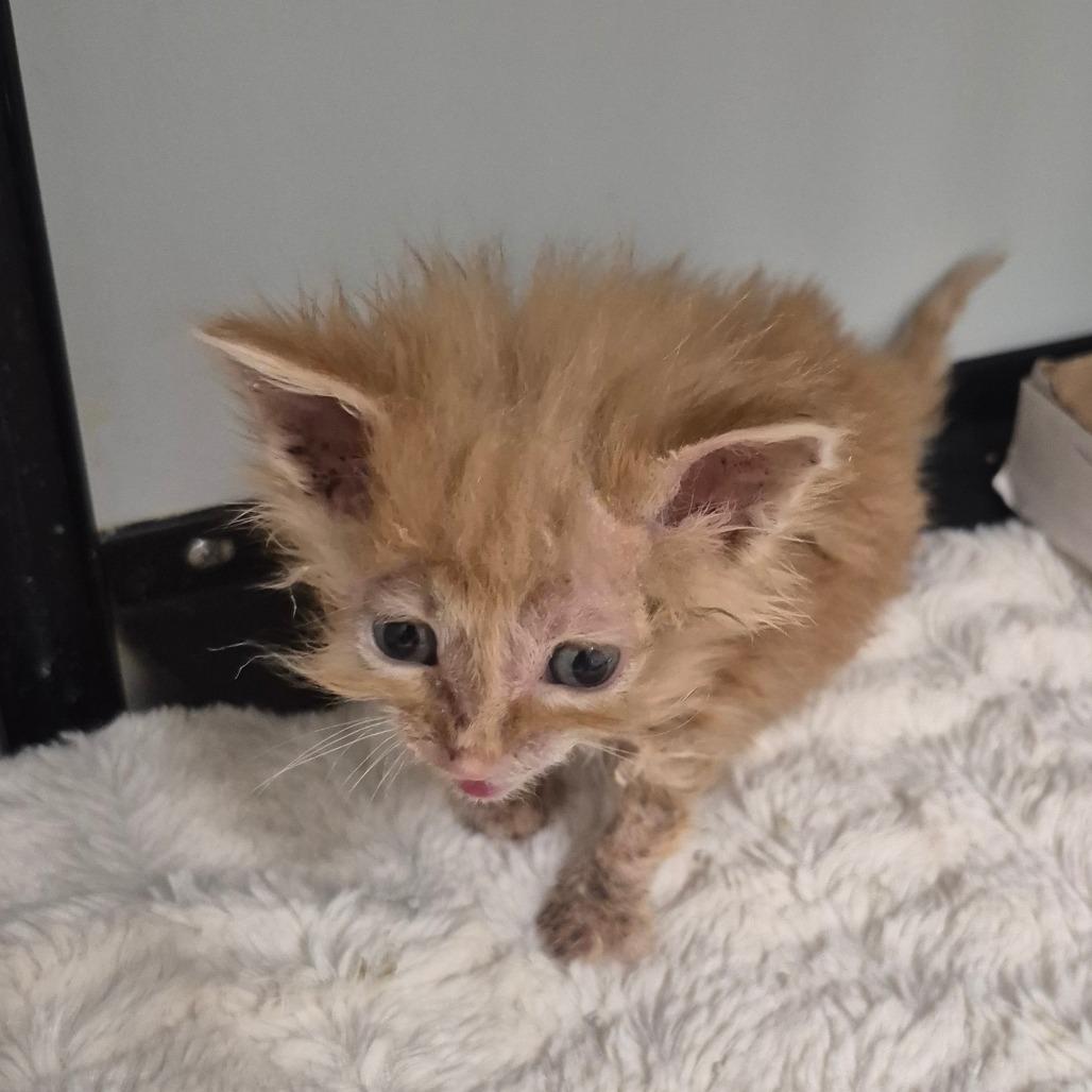 Enlarge Yeobo, a Adoptable Domestic Medium Hair in Kingman, KS image 5/5