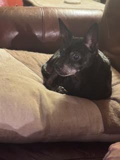 Enlarge Rosalynn, a Adoptable mixed breed in Cumming, GA image 5/5