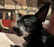 Rosalynn, Adoptable, Senior Female Chihuahua.
