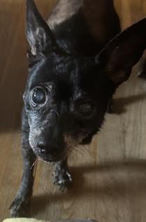 Enlarge Rosalynn, a Adoptable mixed breed in Cumming, GA image 2/5