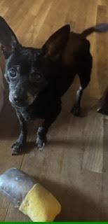 Enlarge Rosalynn, a Adoptable mixed breed in Cumming, GA image 4/5