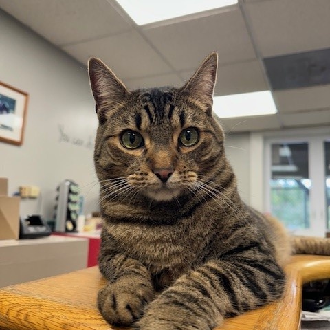 Rico, Adopted, Adult Male Domestic Short Hair.