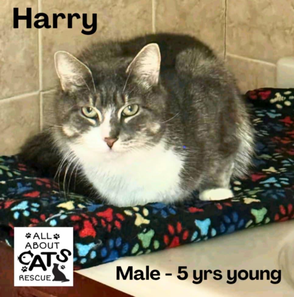 Enlarge Harry, a Adoptable Tiger in Freeport, NY image 1/1