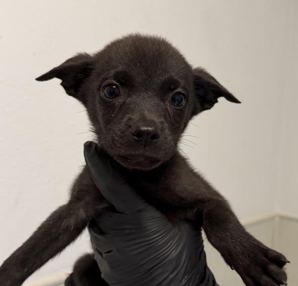 Toot, Adoptable, Puppy Female Labrador Retriever.