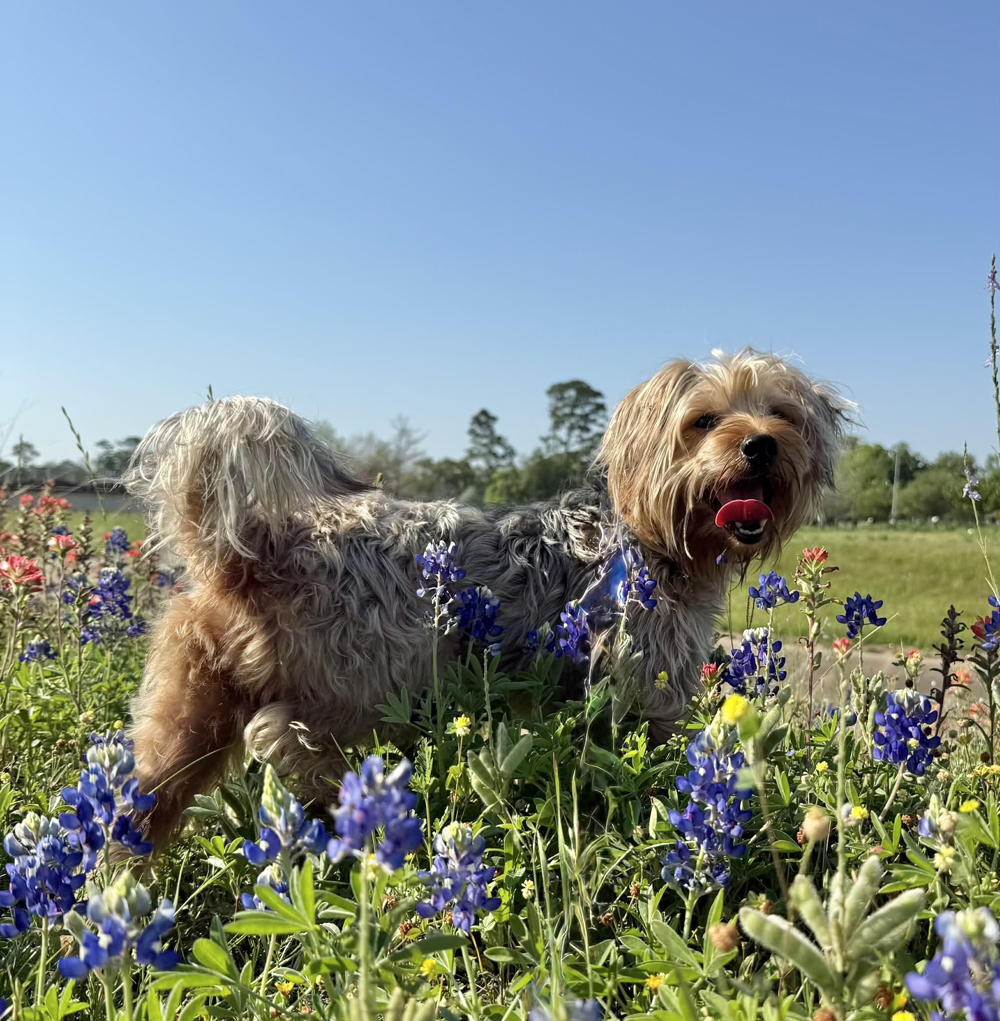 Enlarge lollipop, a Adoptable mixed breed in Humble, TX image 1/6