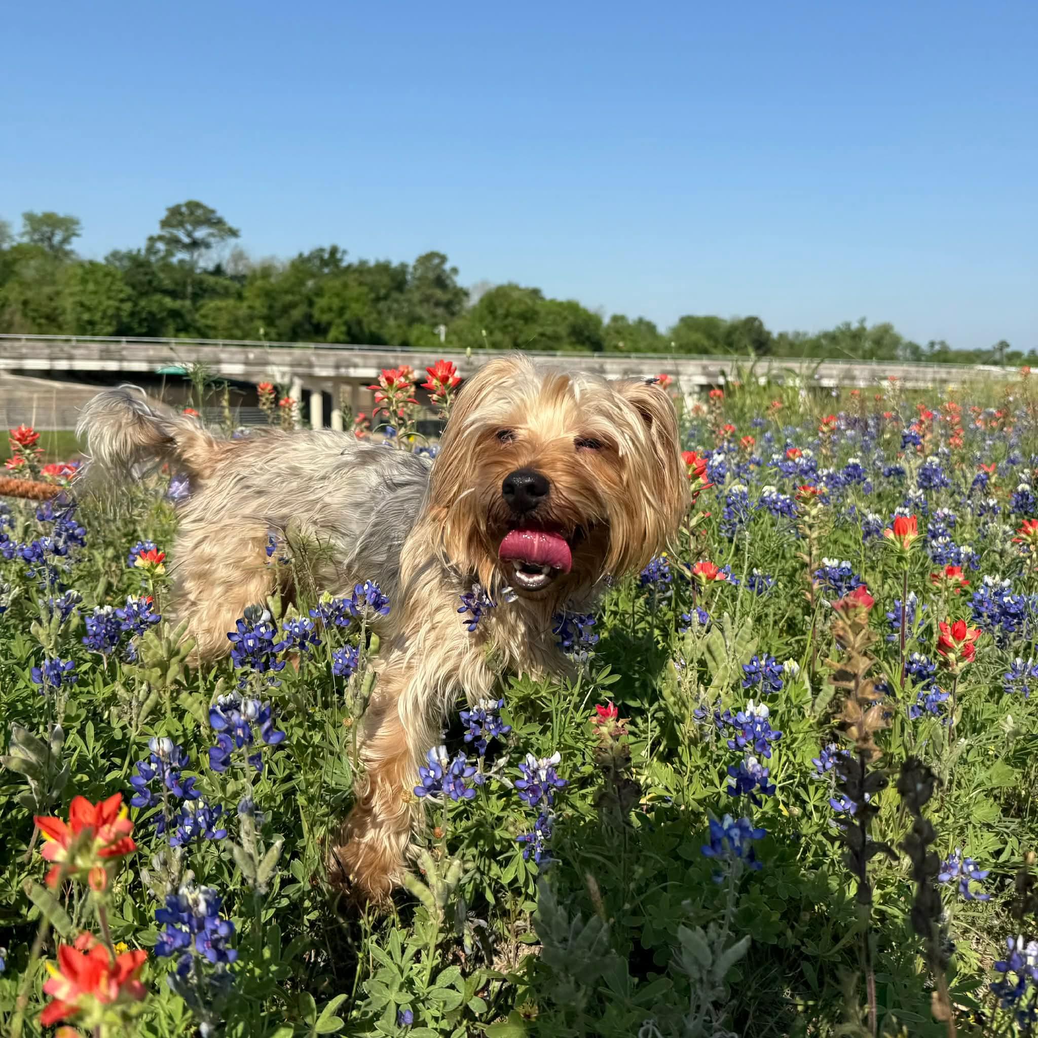 Enlarge lollipop, a Adoptable mixed breed in Humble, TX image 5/6