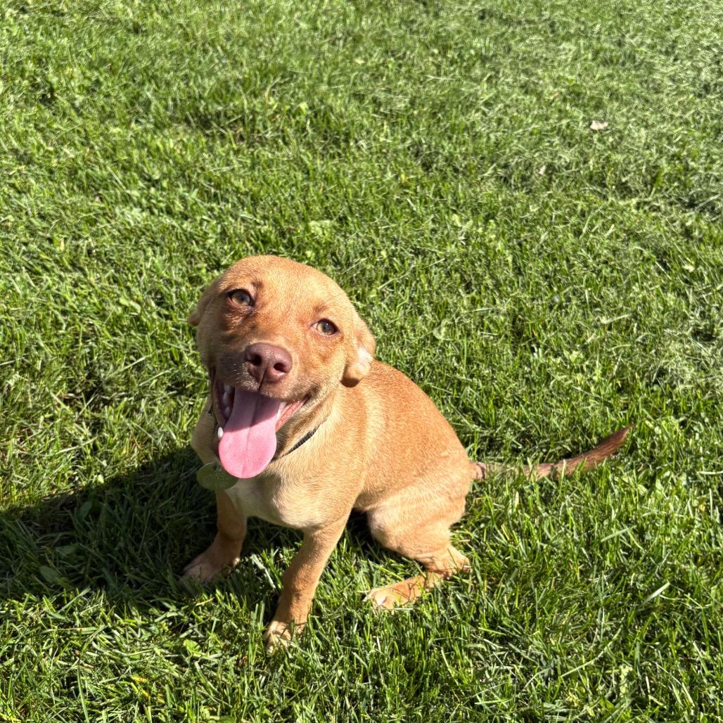 Loni, Adoptable, Young Female Catahoula Leopard Dog & Mixed Breed.