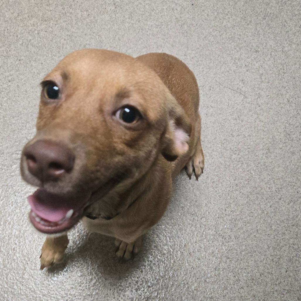 Enlarge Loni, a Adoptable mixed breed in Brookfield, WI image 2/3