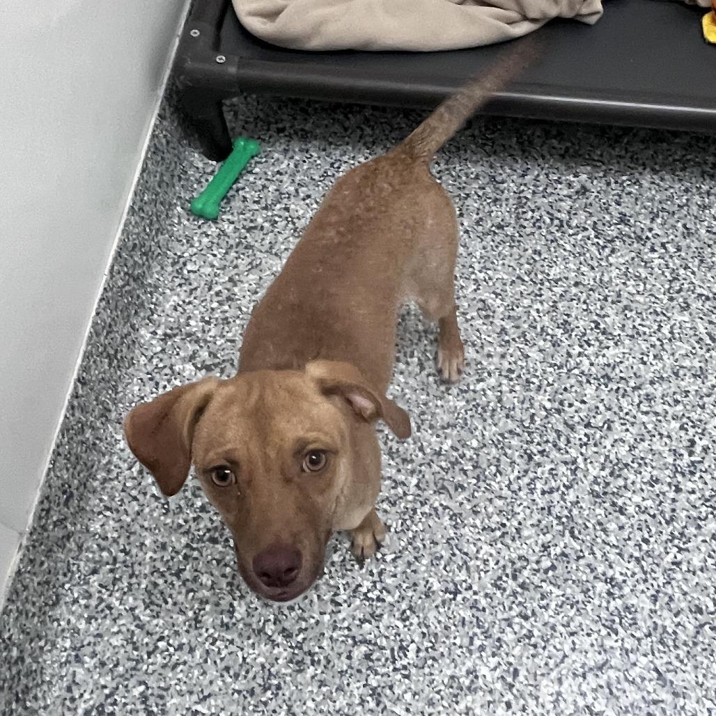 Enlarge Loni, a Adoptable mixed breed in Brookfield, WI image 3/3