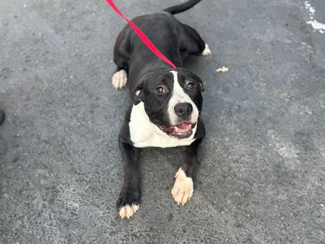 URGENT! SAVE ME PLEASE! RADLEY -ID#544825