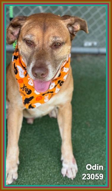 Enlarge ODIN (see also PUNKIN), a Adoptable mixed breed in Marietta, GA image 6/6