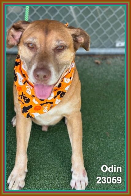 Enlarge ODIN (see also PUNKIN), a Adoptable mixed breed in Marietta, GA image 3/6