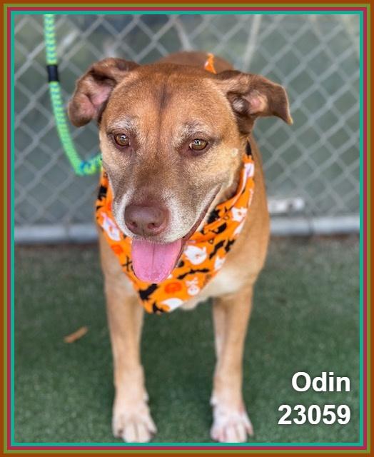 Enlarge ODIN (see also PUNKIN), a Adoptable mixed breed in Marietta, GA image 5/6