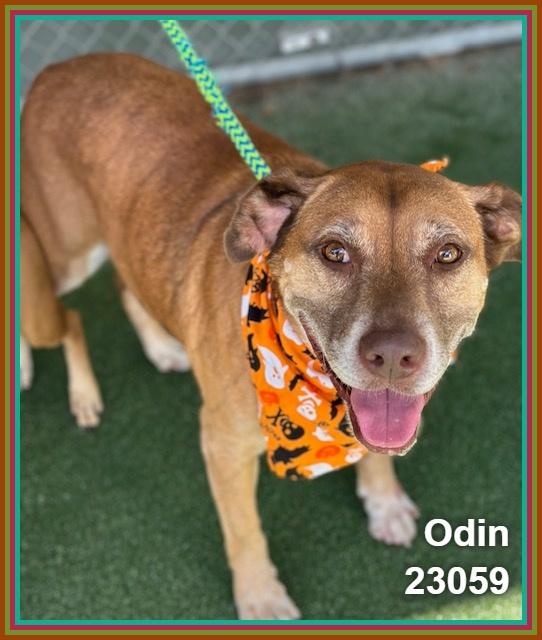Enlarge ODIN (see also PUNKIN), a Adoptable mixed breed in Marietta, GA image 1/6