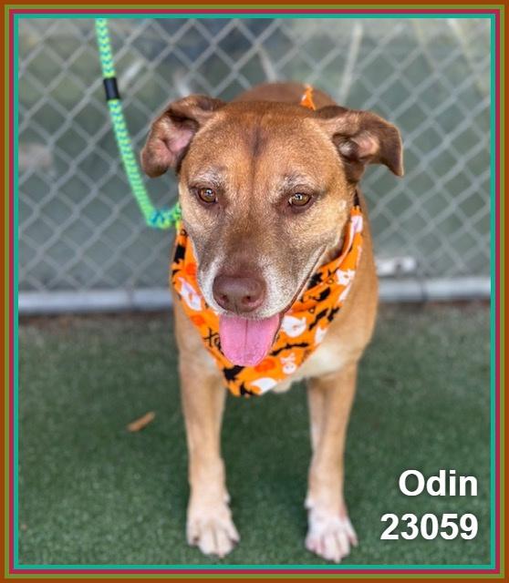 Enlarge ODIN (see also PUNKIN), a Adoptable mixed breed in Marietta, GA image 4/6