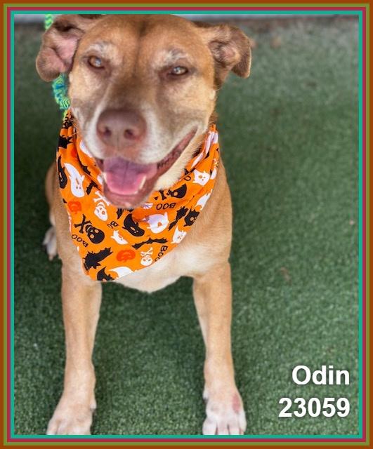 Enlarge ODIN (see also PUNKIN), a Adoptable mixed breed in Marietta, GA image 2/6
