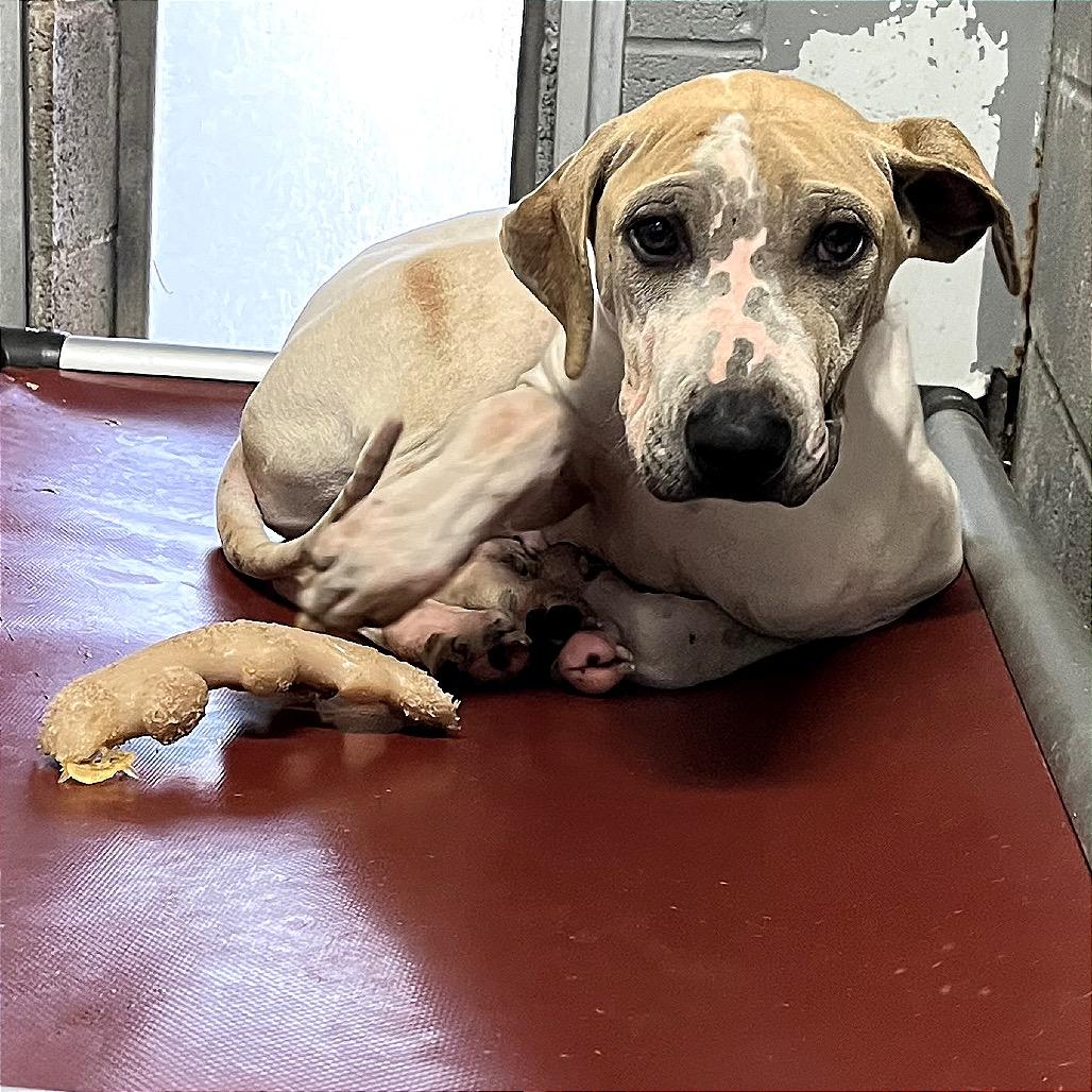 Enlarge Worm, a Adoptable Mixed Breed in Pauls Valley, OK image 1/1