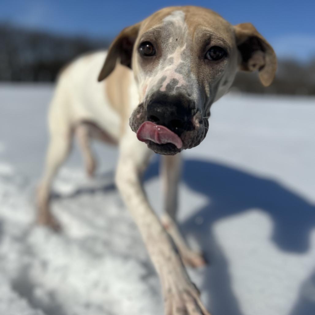 Worm, Adoptable, Young Male Mixed Breed.