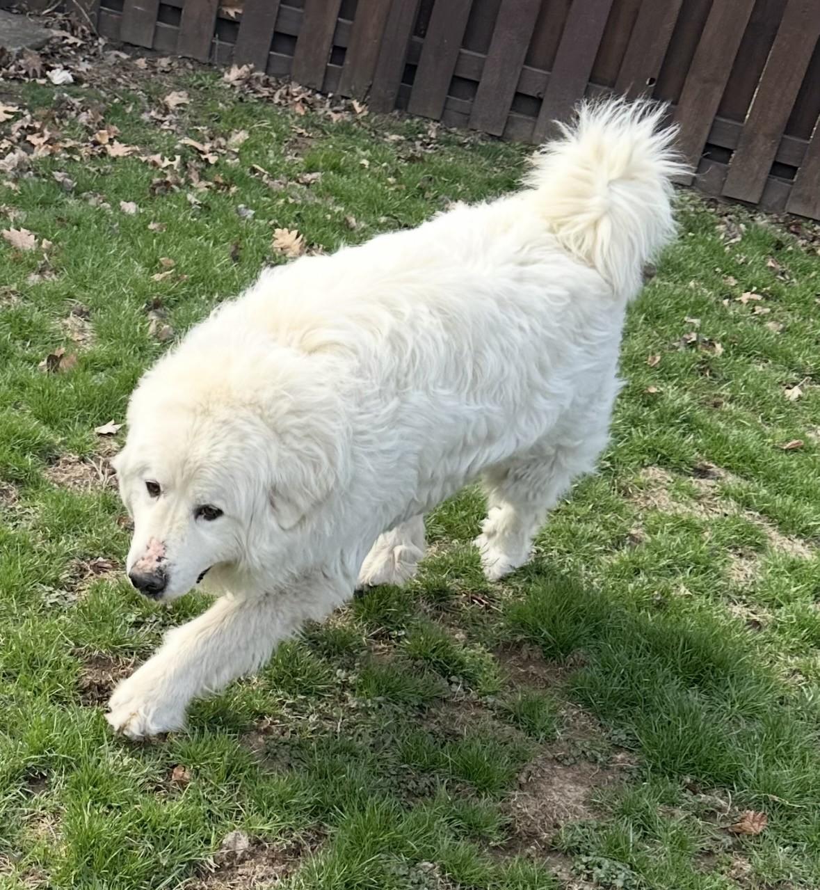 Enlarge Alexander, a ADOPTABLE Great Pyrenees in Pittsburgh, PA image 5/5