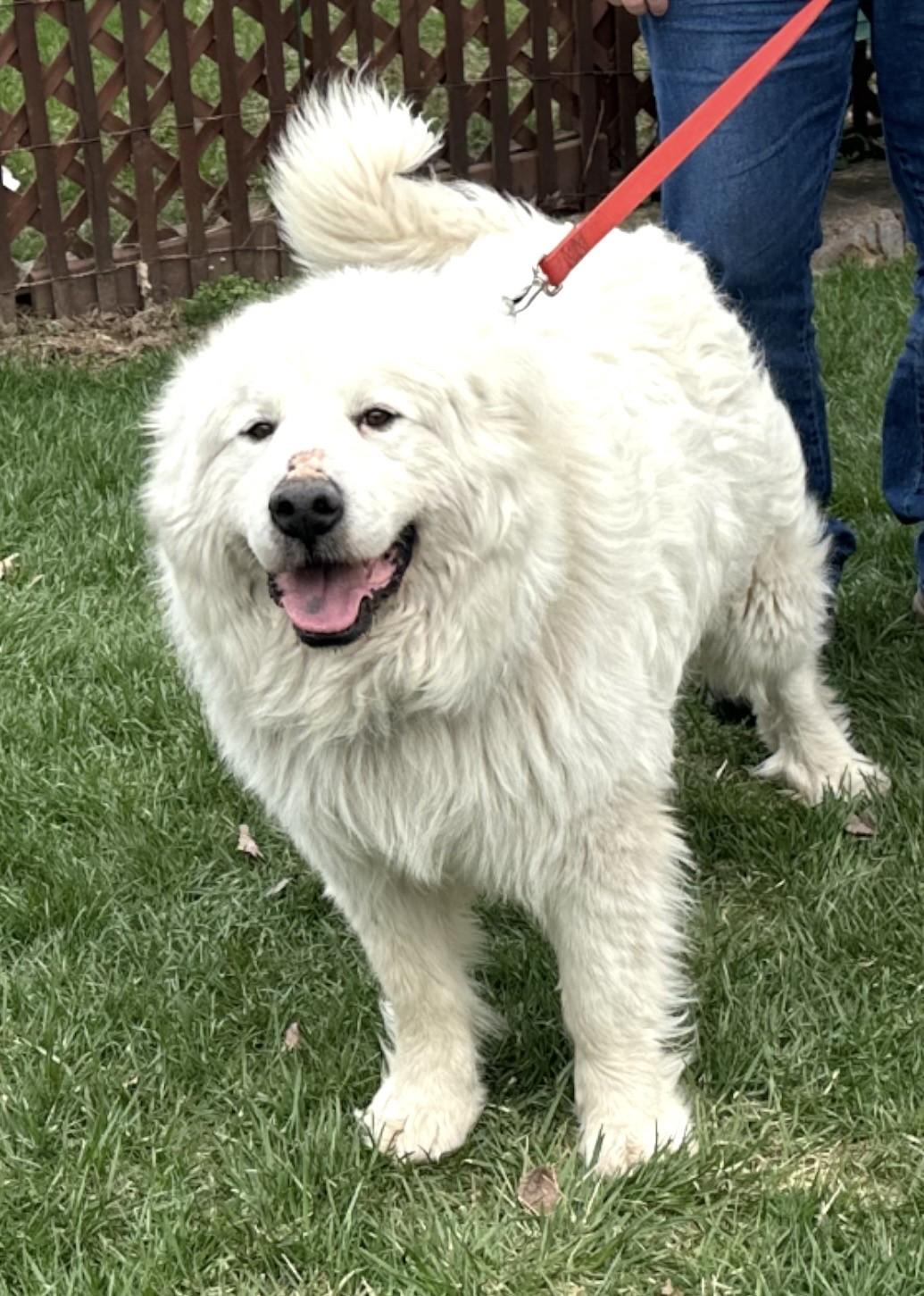 Alexander, ADOPTABLE, Adult Male Great Pyrenees.