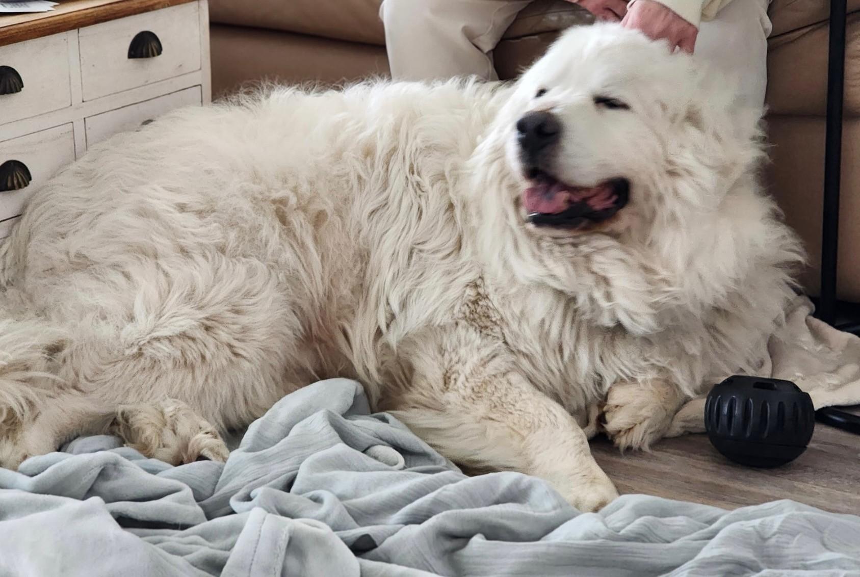 Enlarge Alexander, a ADOPTABLE Great Pyrenees in Pittsburgh, PA image 3/5