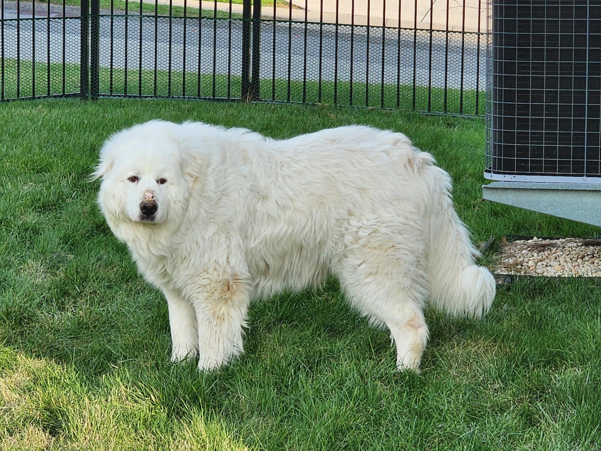 Enlarge Alexander, a ADOPTABLE Great Pyrenees in Pittsburgh, PA image 4/5