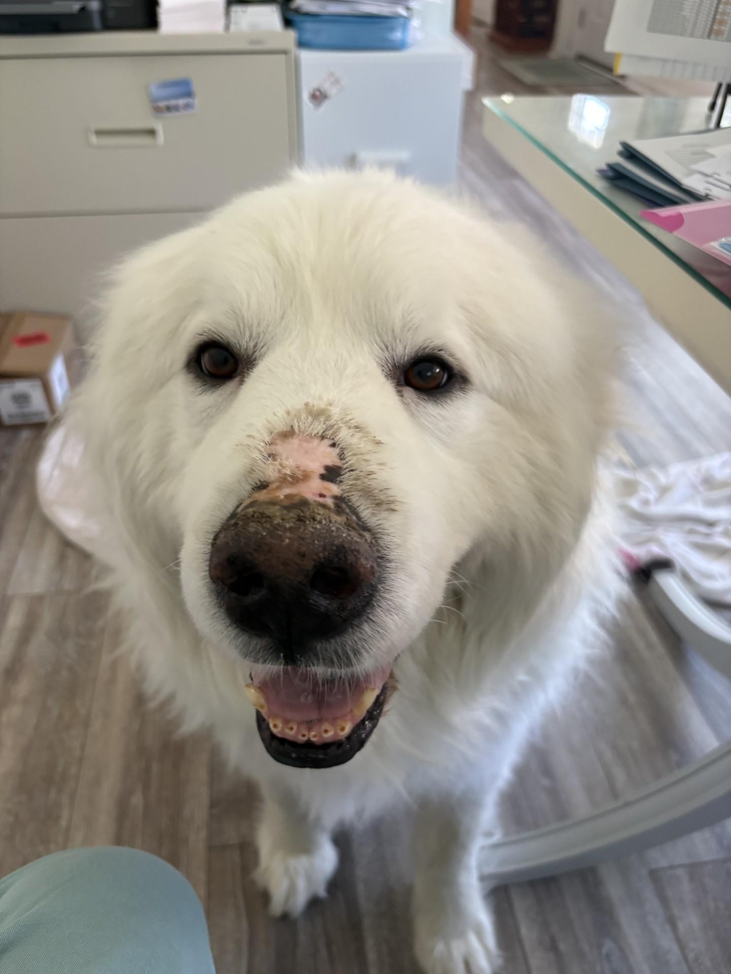 Enlarge Alexander, a ADOPTABLE Great Pyrenees in Pittsburgh, PA image 2/5