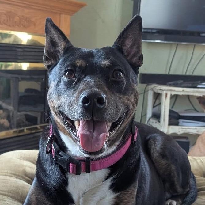 Enlarge Mischa, a Adoptable mixed breed in Zimmerman, MN image 1/5