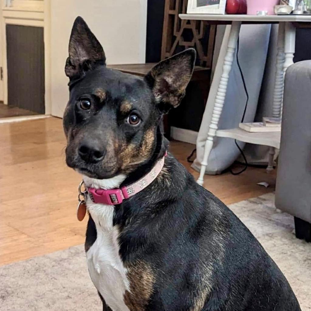 Enlarge Mischa, a Adoptable mixed breed in Zimmerman, MN image 2/5